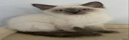 Ragdoll cats for sale: TICA registered Ragdoll Kittens Available  - Advert 15