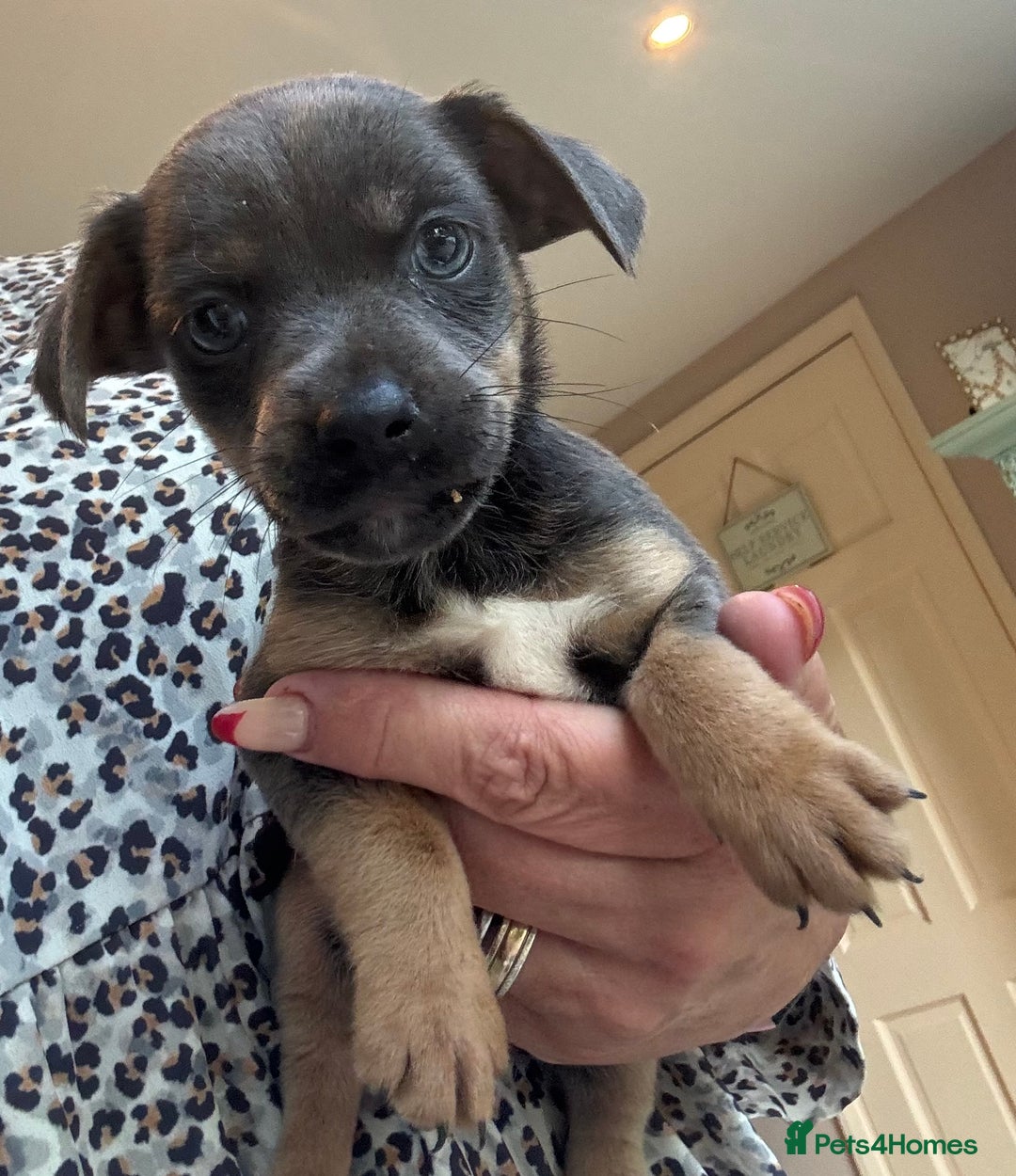 Jack Russell dogs for sale: Jack Russell Puppy 1 - Stunning much Wenlock puppy  - Image 26