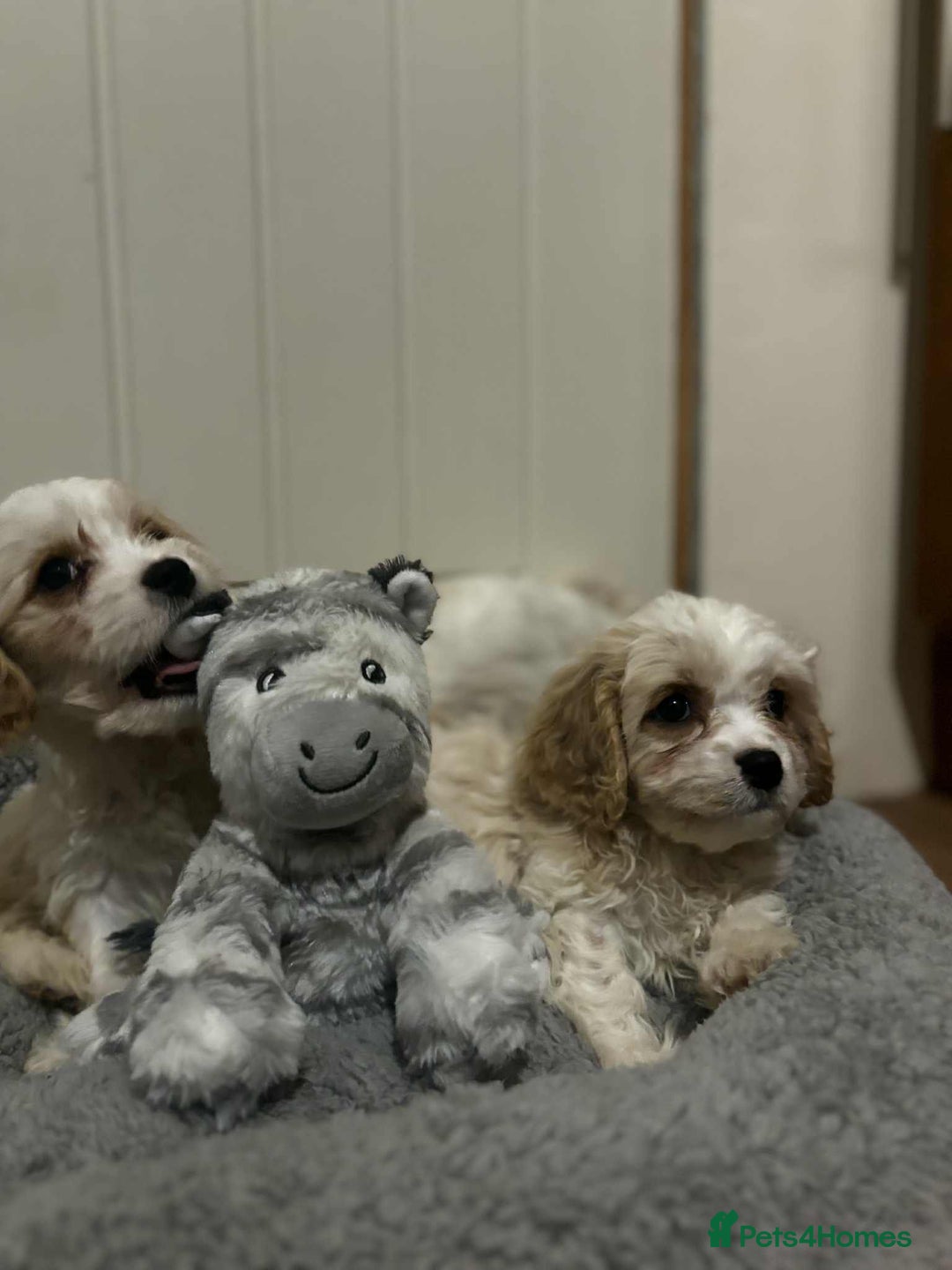 Cavachon dogs for sale: Cavachon Puppies  - Advert 22