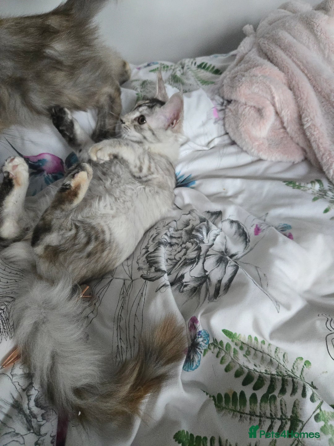 Maine Coon cats for sale: MAINE COON TICA REGISTERED KITTENS READY NOW  - Image 22