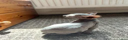 Sphynx cats for sale: 5 Canadian Sphynx kittens for sale - Advert 6