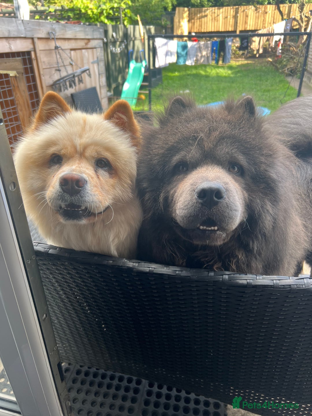 Chow Chow dogs for sale: Beautiful Black and Blue Chow Chow 🖤💙 - Advert 2