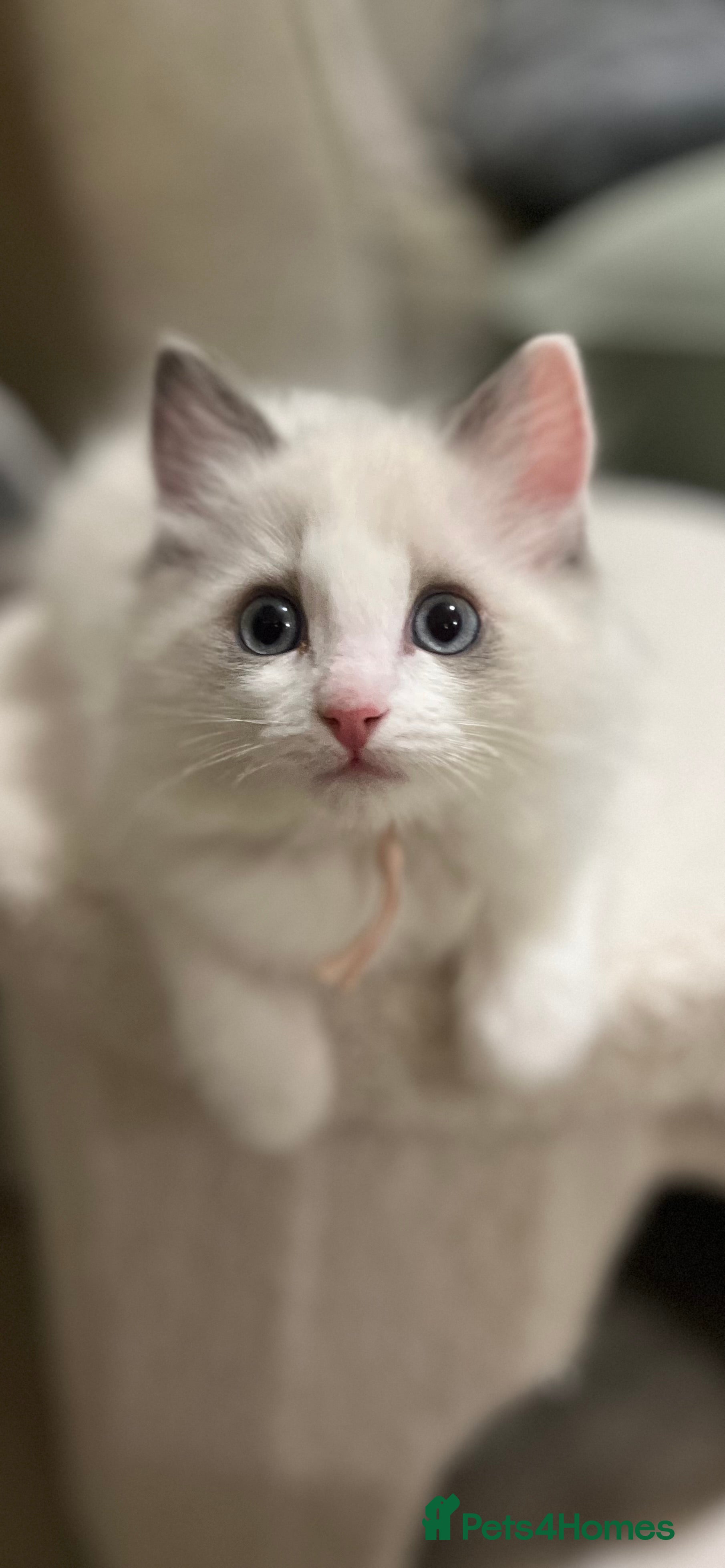 Ragdoll cats Last girl available for 5* home  - Advert 2