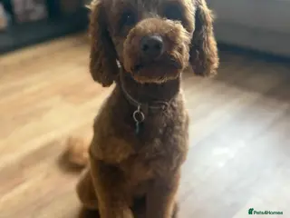 Cavapoo dogs Otis the red Cavapoo - Advert 10