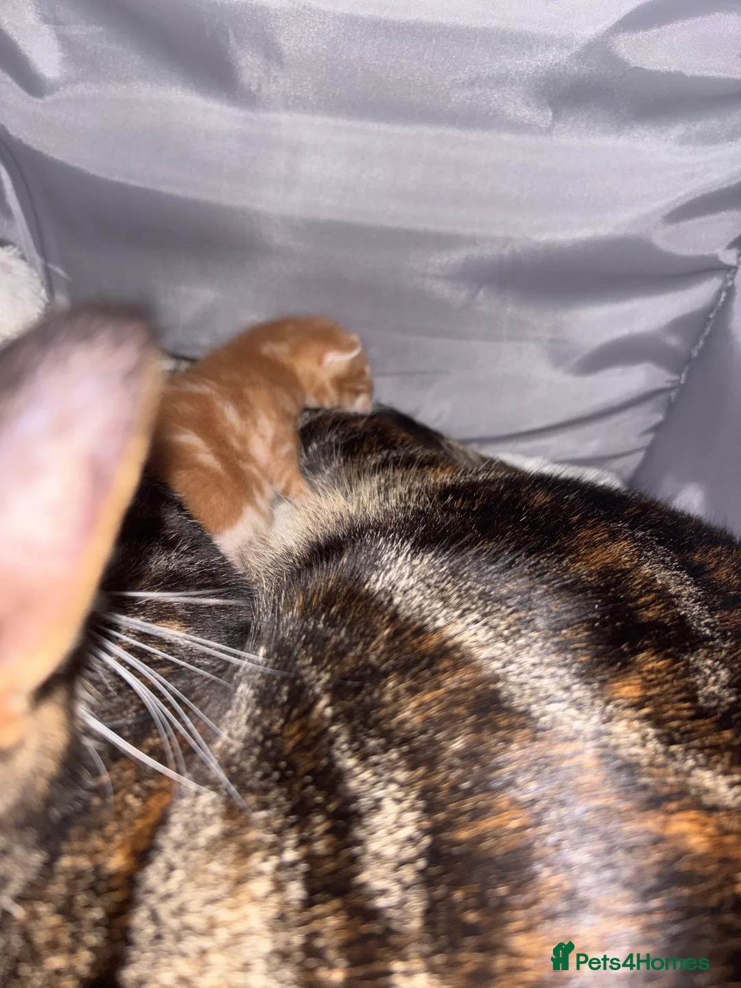 Mixed Breed cats for sale: Beautiful ginger boy and 2 beautiful mix tux  - Advert 1