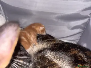 Mixed Breed cats Beautiful ginger boy and 2 beautiful mix tux - Advert 1