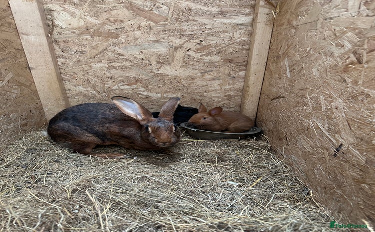 Belgian Hares rabbits 1 baby black Belgium hare boy left - Advert 1