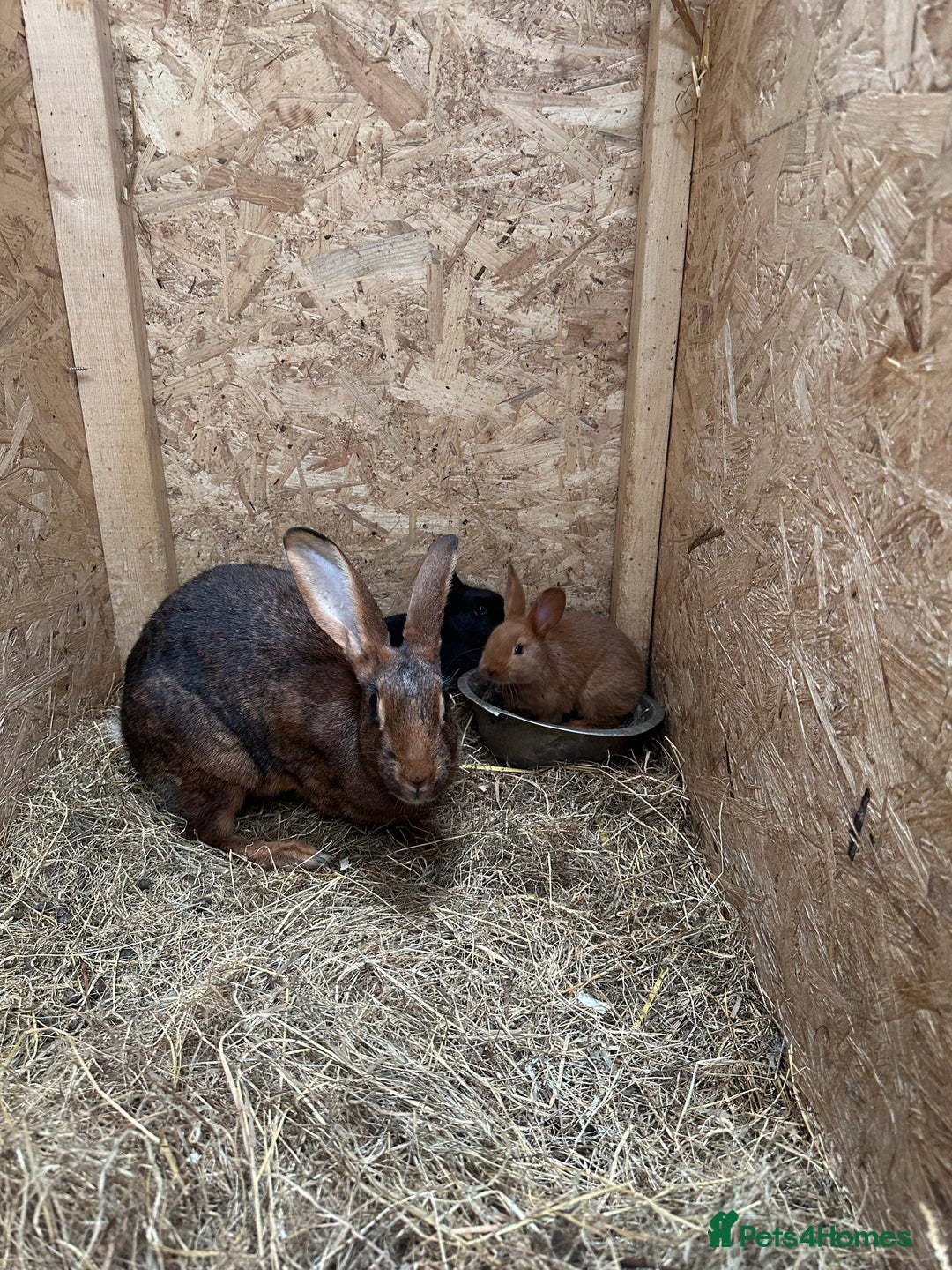 Belgian Hares rabbits for sale: 5 baby belgian hares - Image 3