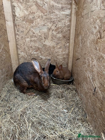 Belgian Hares rabbits 1 baby black Belgium hare boy left - Advert 2