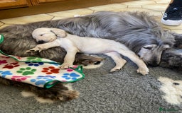 Afghan Hound dogs for sale: Three fabulous male Afghan hound puppies  - Image 13