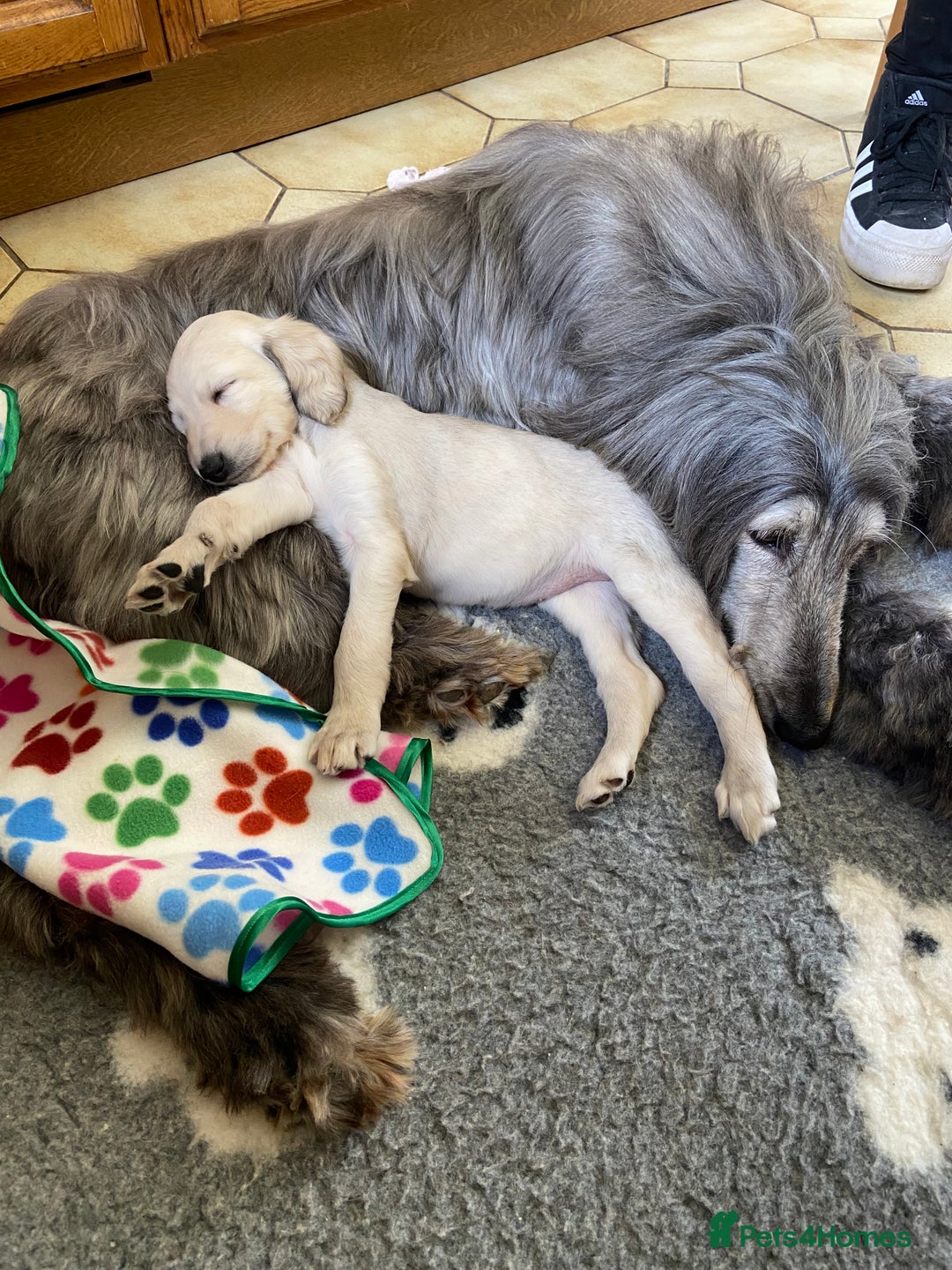 Afghan Hound dogs for sale: Three fabulous male Afghan hound puppies  - Image 13