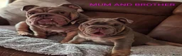 English Bulldog dogs for sale: Lilac Merle English Bulldog  - Advert 13