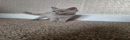 British Shorthair cats for sale: British Shorthair Kitten in Blackburn - Advert 4