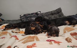 Miniature Dachshund dogs for sale: KC Register miniature dachshunds smooth coat - Image 10