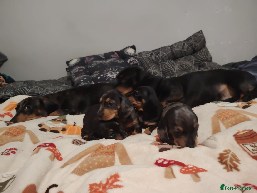 Miniature Dachshund dogs for sale: KC Register miniature dachshunds smooth coat - Image 10