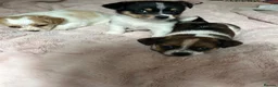 Jack Chi dogs for sale: 3 beautiful Jack chi boy pups 🐶🐶🐶 in Camberley - Advert 6