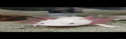 Axolotl reptiles for sale: Baby axolotls  in Peterborough - Advert 9