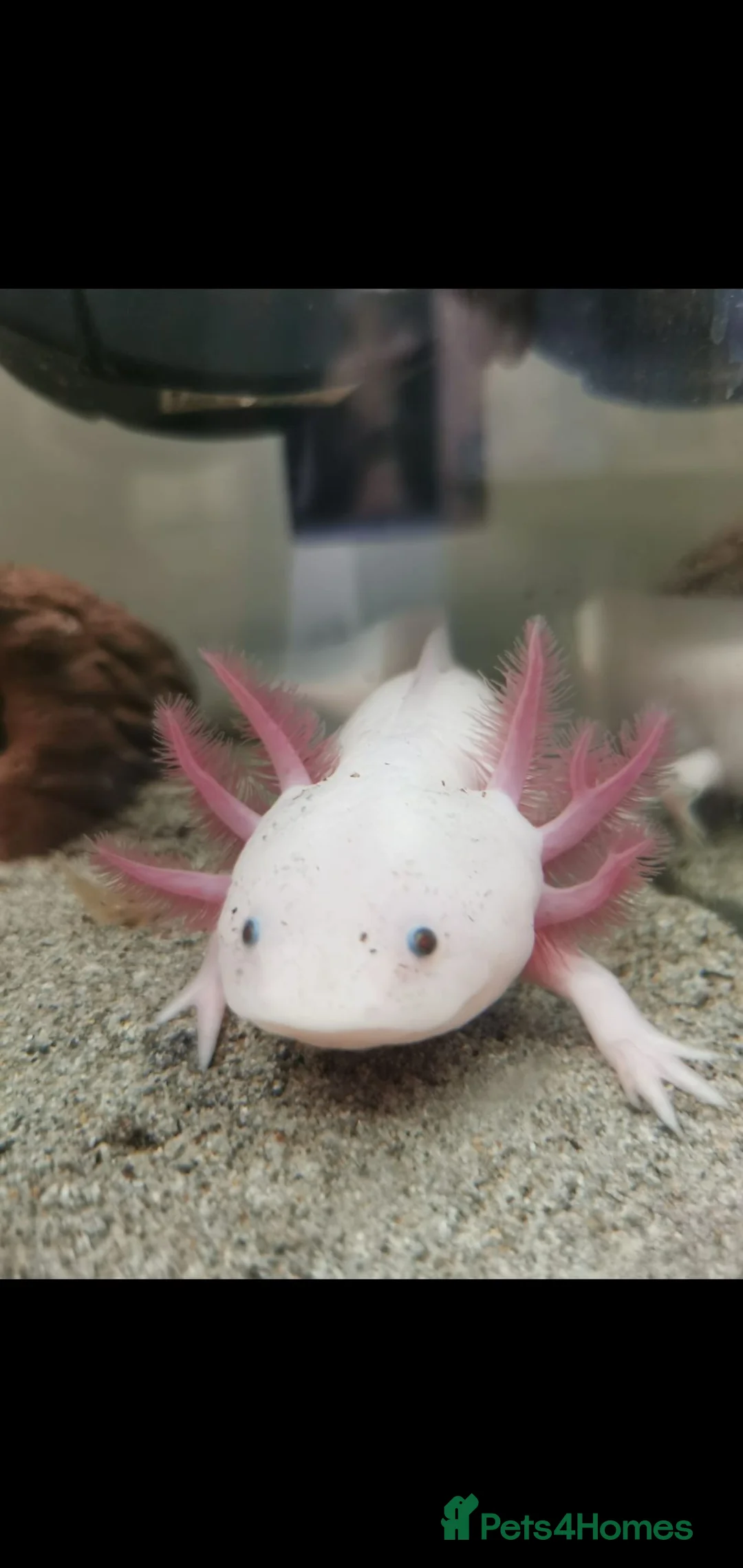 Axolotl reptiles for sale: Baby axolotls  in Peterborough - Advert 9