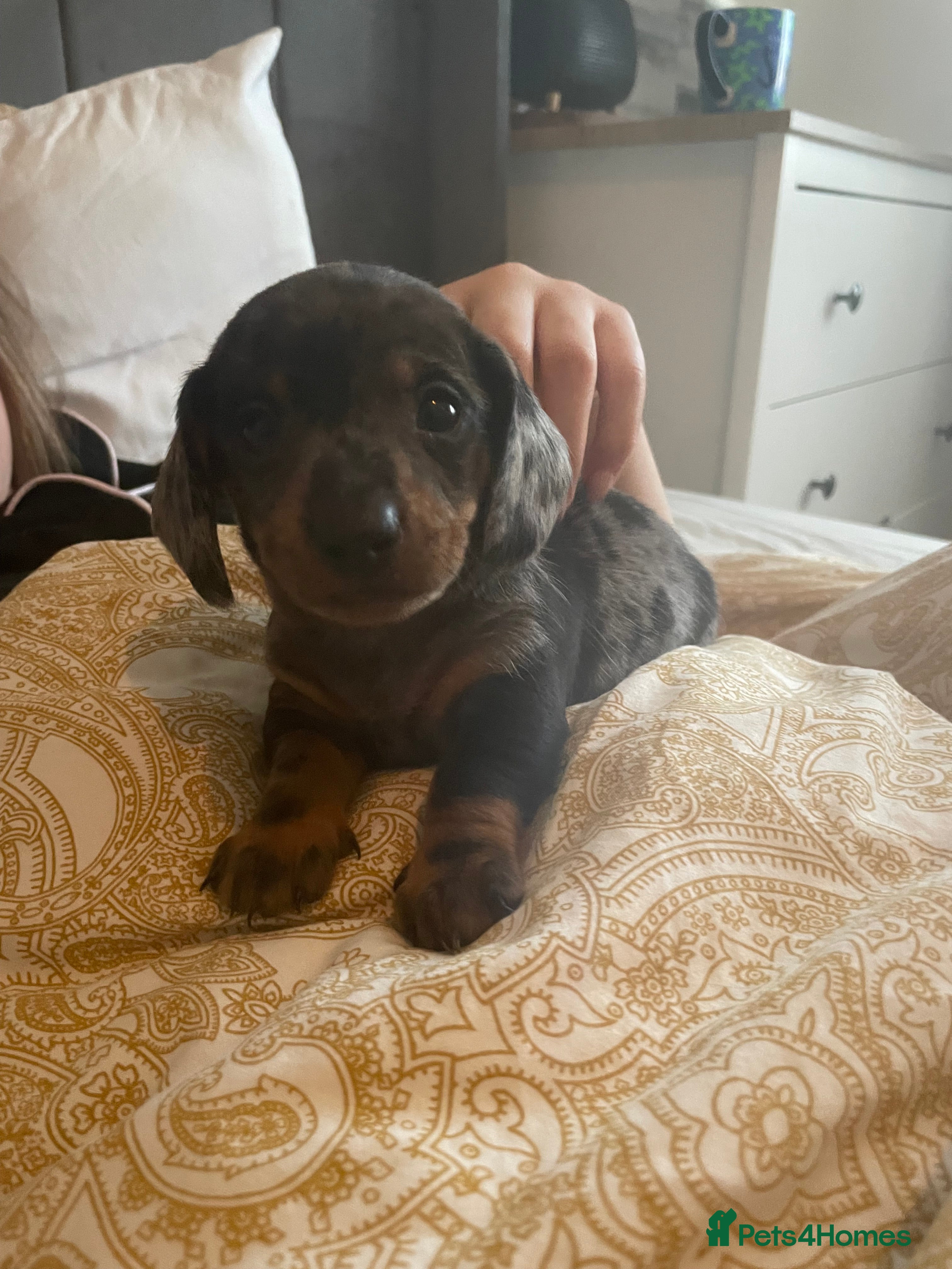 Miniature Dachshund dogs Miniature dachshunds  - Advert 16
