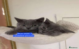 British Shorthair cats for sale: Last Blue Male left! British Shorthair Kittens  - Image 9