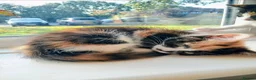 Mixed Breed cats for sale: 2 Calico Girls and 1 Ginger Male - Advert 11