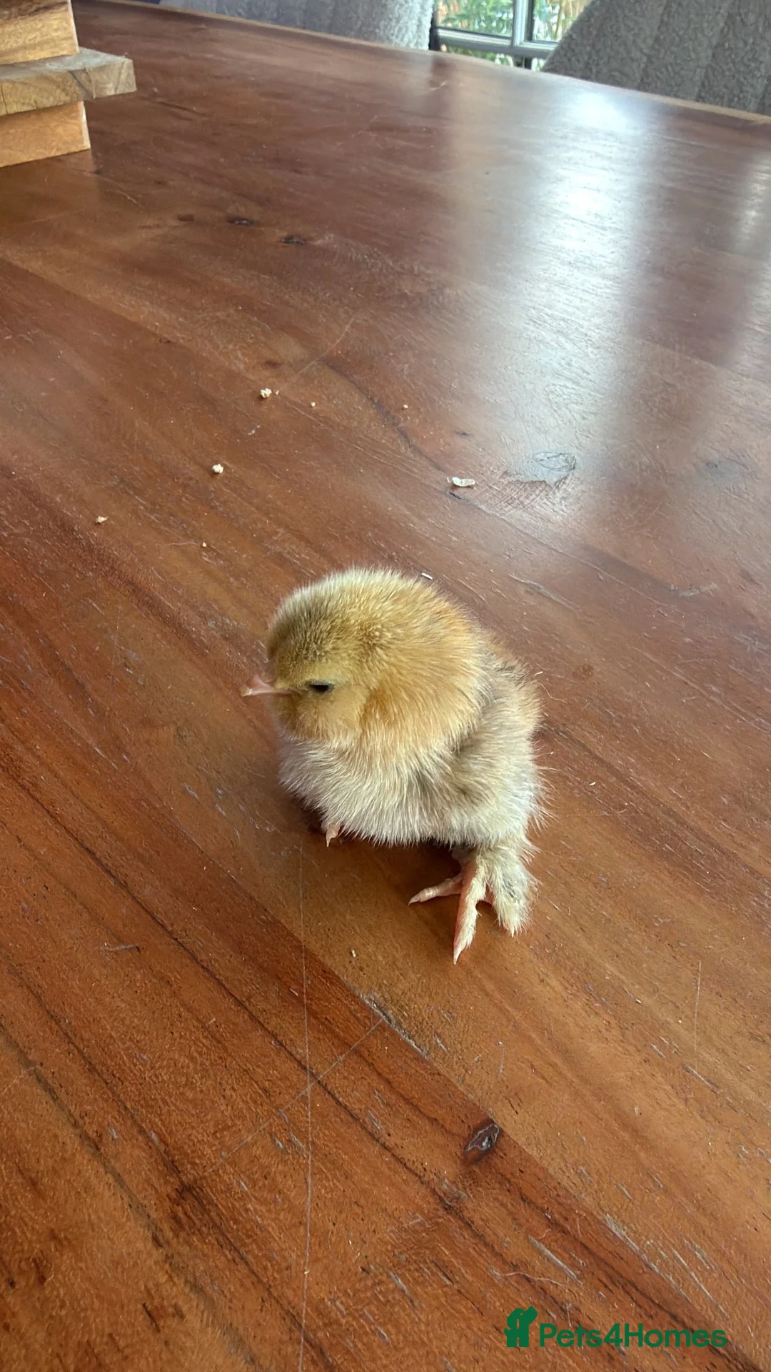 Chickens poultry for sale: Day old chicks  - Advert 1