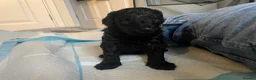 Mixed Breed dogs for sale: Toy poodle and miniature poodle mix puppies  - Advert 31