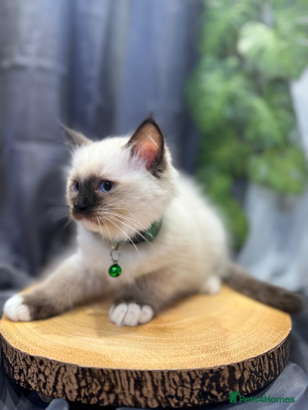 Ragdoll cats for sale: 💎 Purebred Ragdoll kittens-Champion Bloodlines 💎 - Image 8