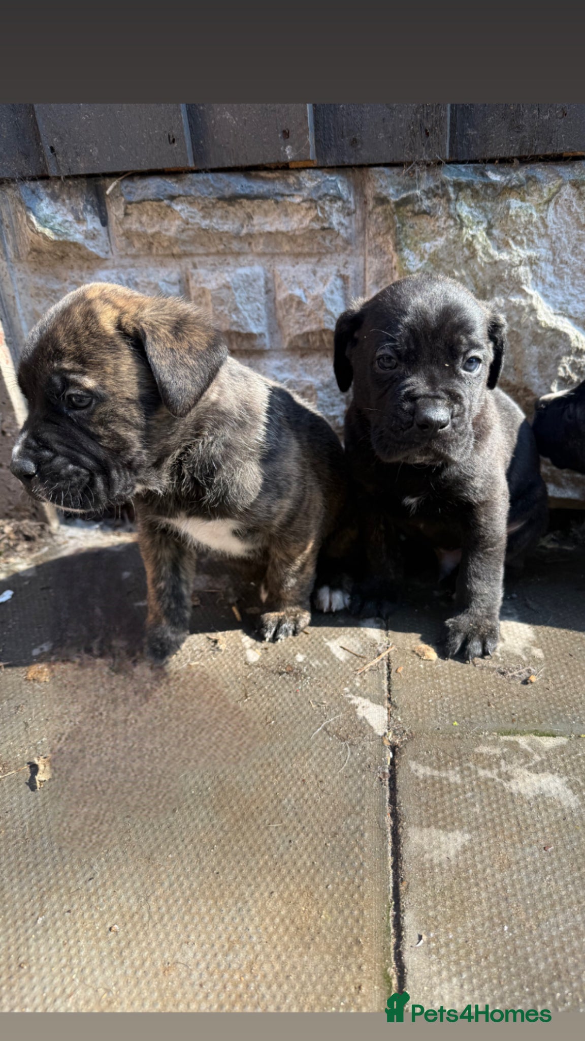 Presa Canario dogs Pure breed presa Canario pups!! - Advert 1