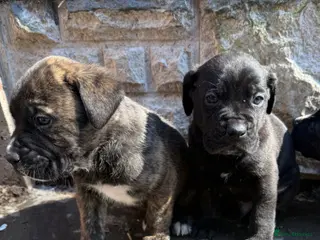 Presa Canario dogs Pure breed presa Canario pups!! - Advert 1