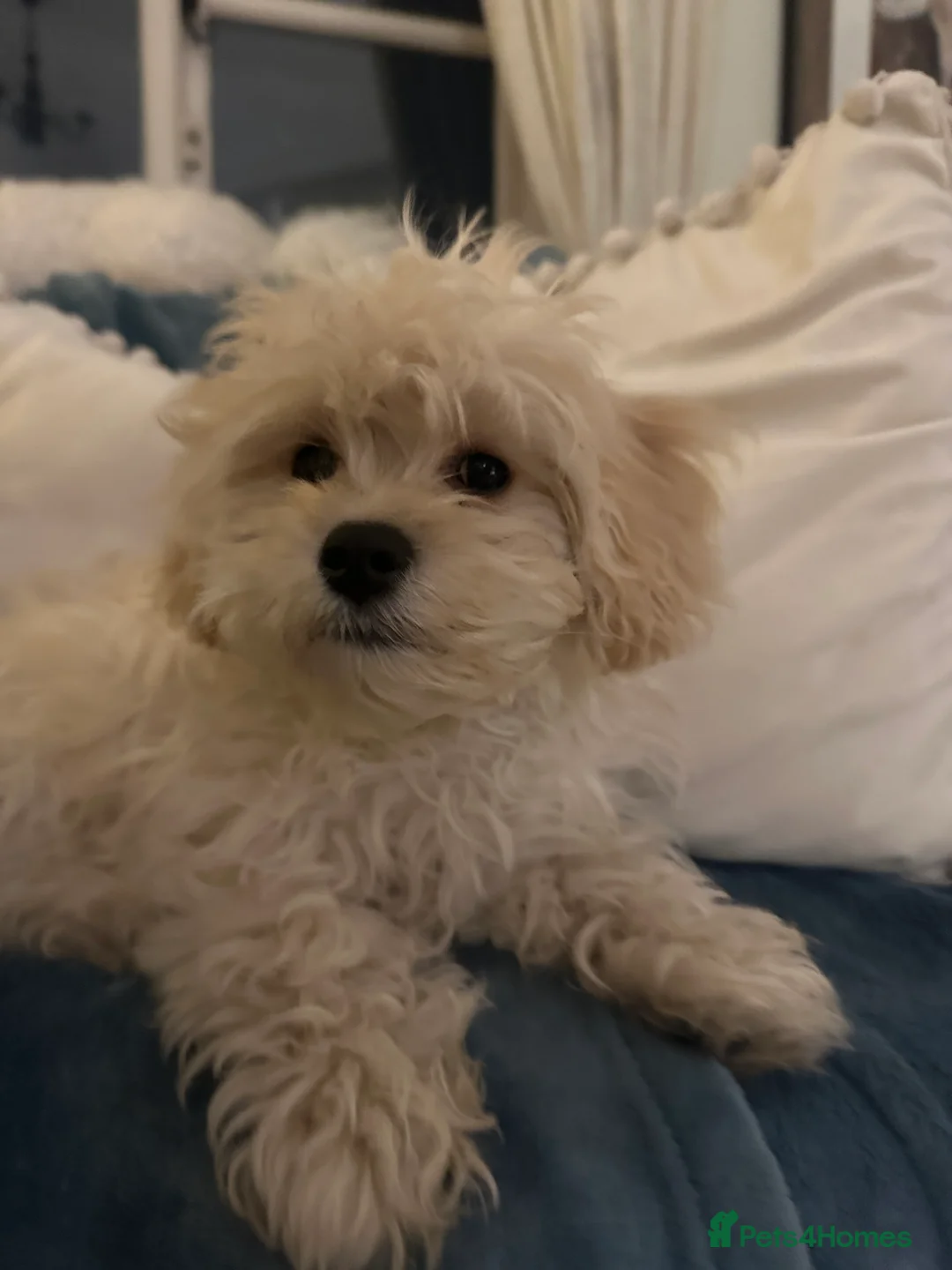 Cavachon dogs for sale: Beautiful 6 month old Cavachon seeks forever home  - Advert 2