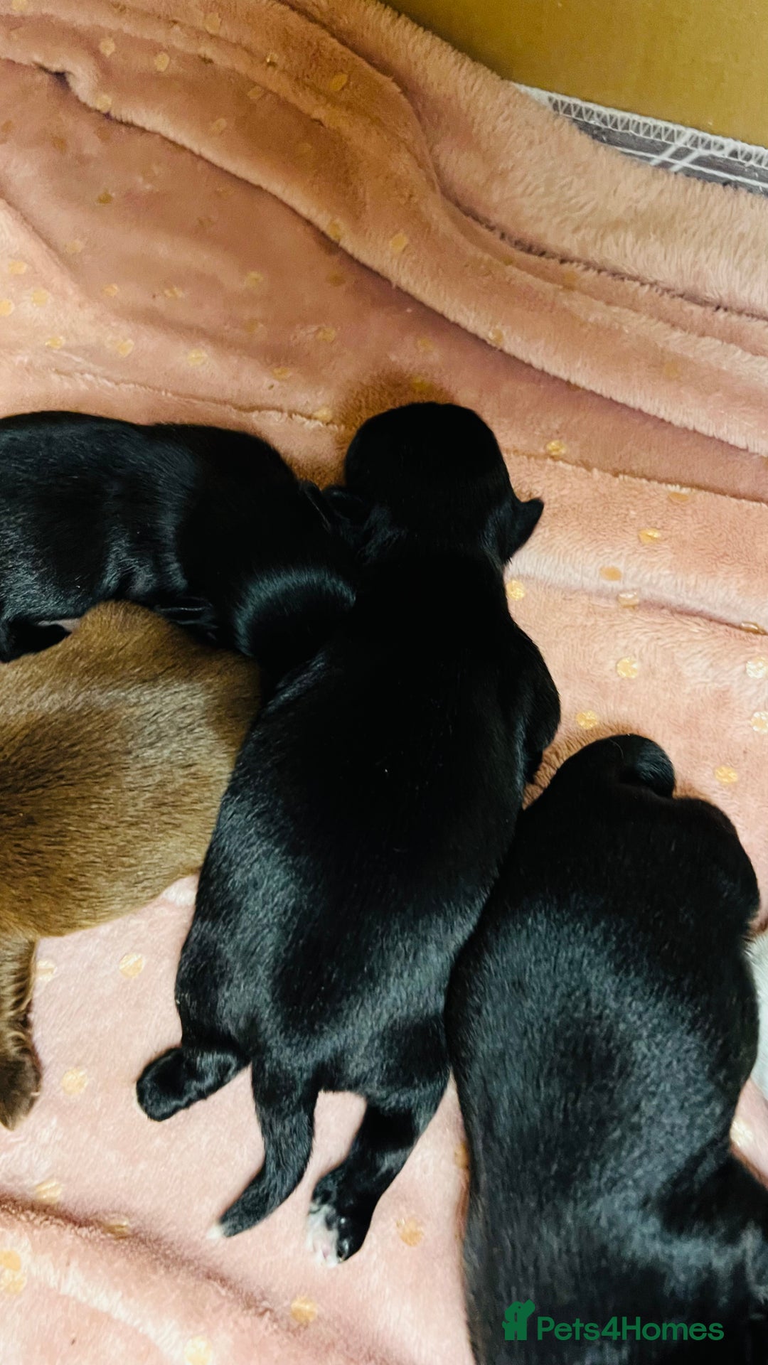 Shih Tzu dogs for sale: Shih Tzu Puppies - Advert 13