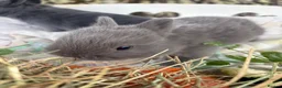Netherland Dwarf rabbits for sale: Sweet blue Netherland Dwarf bunnies  - Advert 7