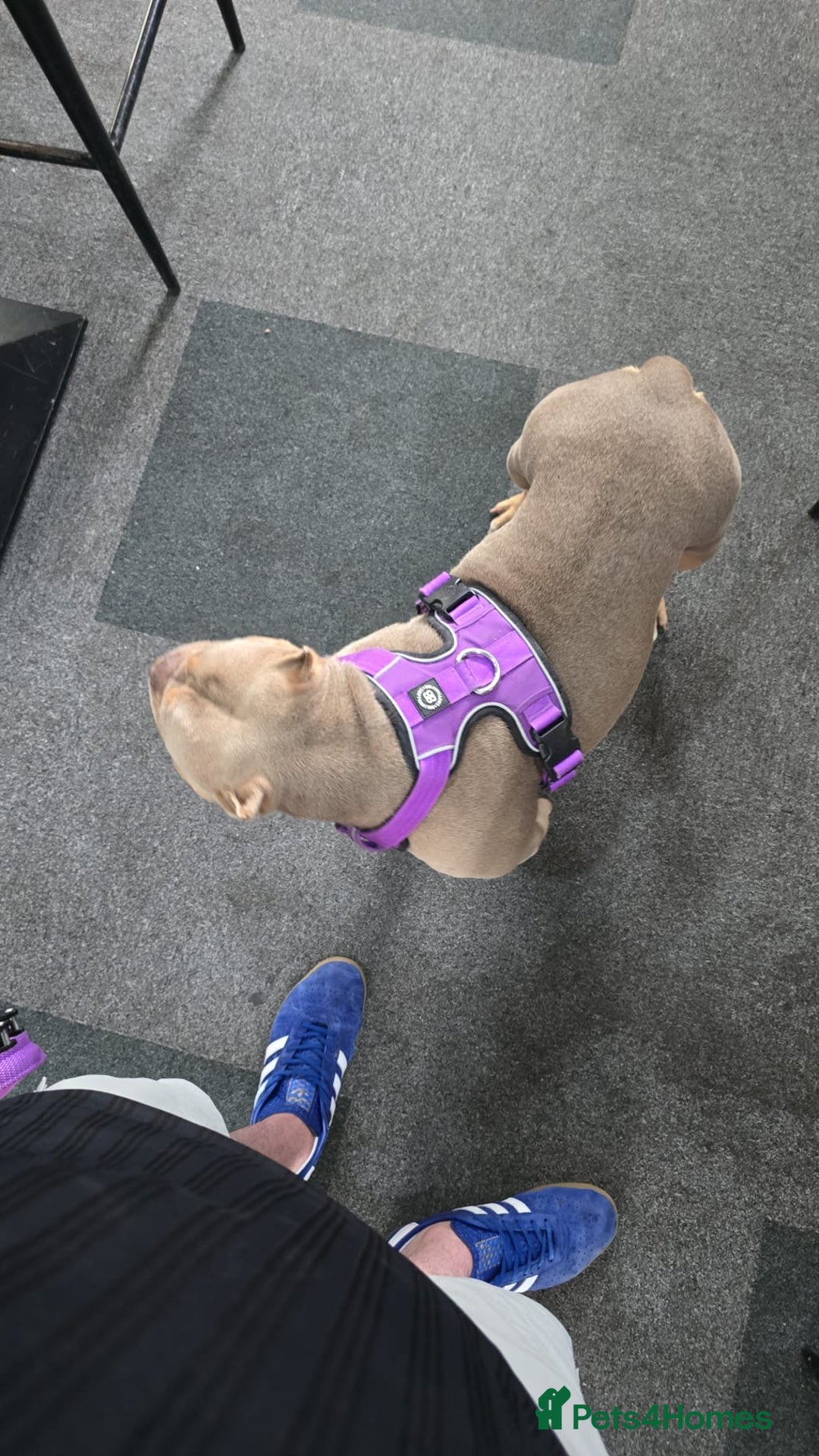 Mixed Breed dogs for sale: Female American pocket bully - Image 4