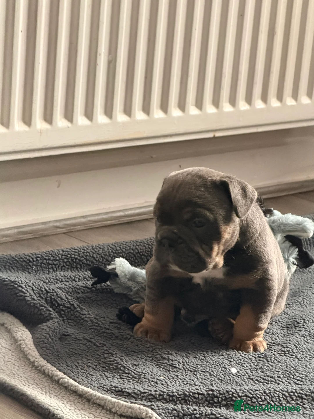 Mixed Breed dogs for sale: English bulldogs  - Advert 5