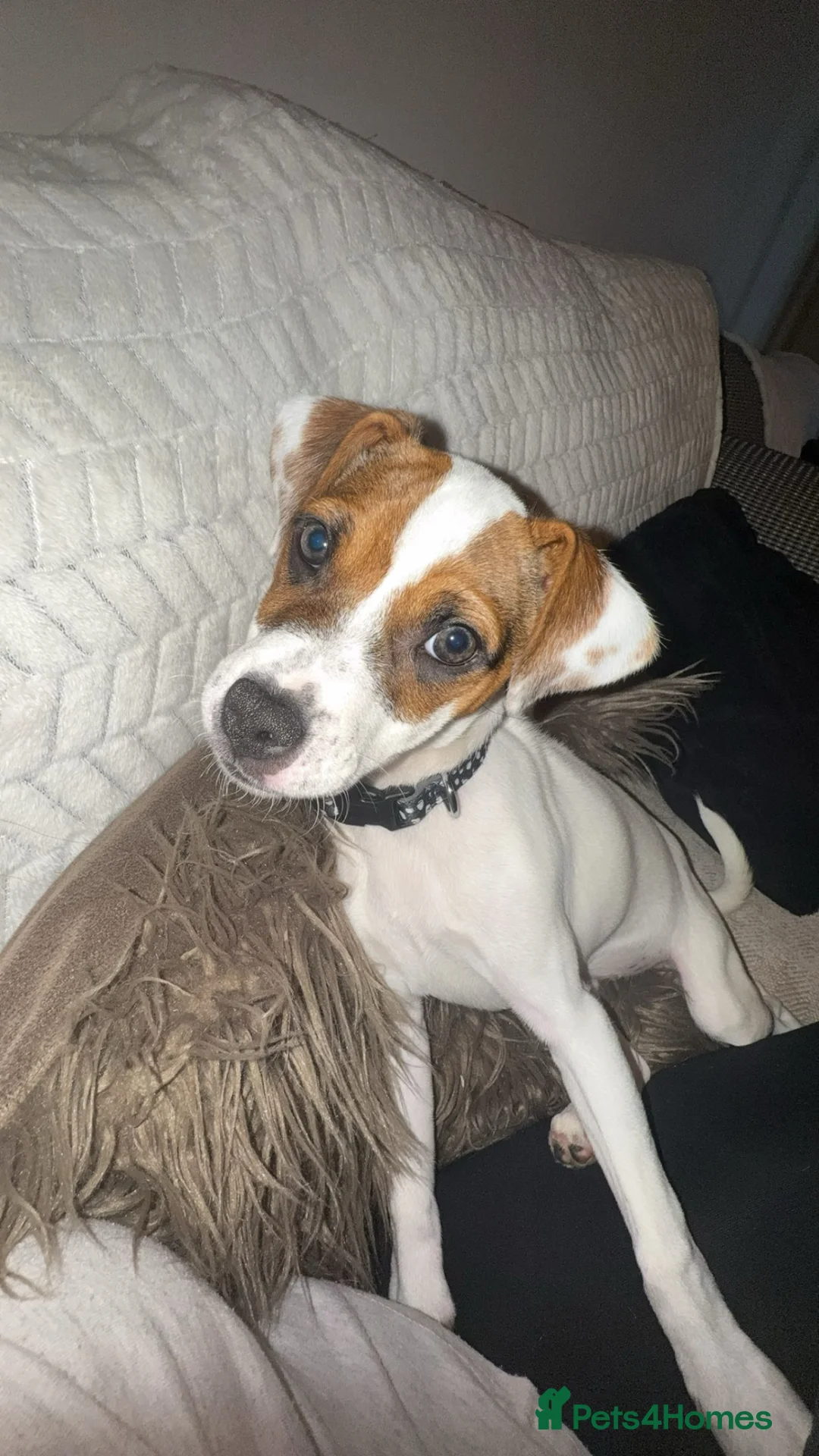 Mixed Breed dogs for sale: Jug pup in Walsall - Advert 2