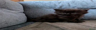 Mixed Breed Kitten 1