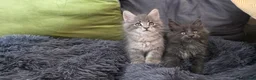 Maine Coon cats for sale: Maine coon kitten  - Advert 12