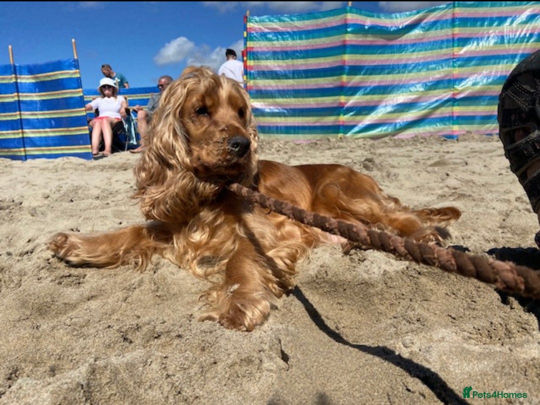 Cockapoo dogs for sale: RED COCKAPOO’s (toy size from show spaniel lines ) - Advert 6