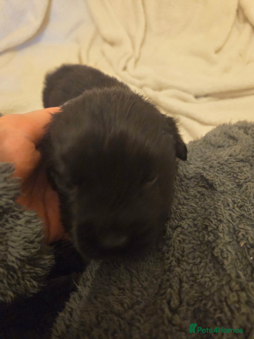 Mixed Breed dogs for sale: Gorgeous St Bernewfie Puppies - Advert 7