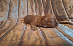 Cavalier King Charles Spaniel dogs for sale: Benton Cavaliers  - Image 6