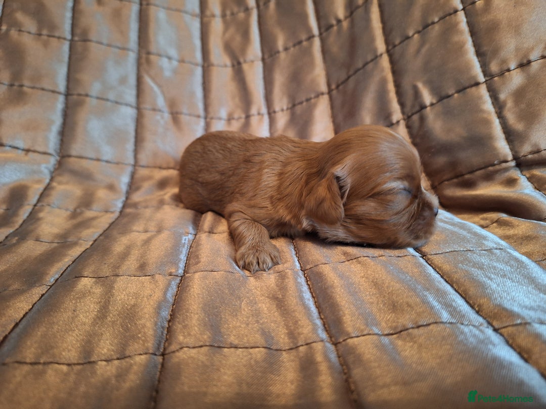 Cavalier King Charles Spaniel dogs for sale: Benton Cavaliers  - Image 6