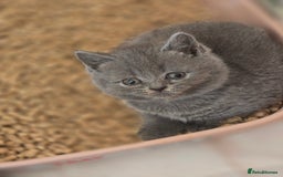 British Shorthair cats for sale: British shorthair  - Image 6