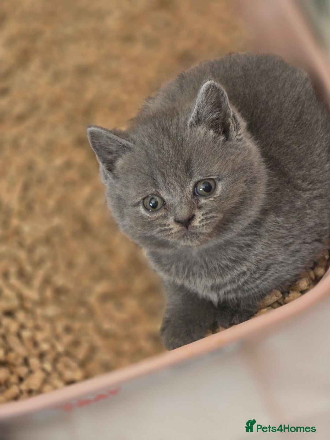 British Shorthair cats for sale: British shorthair  - Image 6