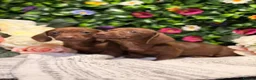 Dachshund dogs for sale: Standard Dachshund Puppies - READY NOW - Advert 29
