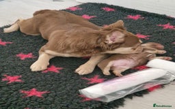 French Bulldog dogs for sale: newshade choc tan  fully fluffy male - Image 2