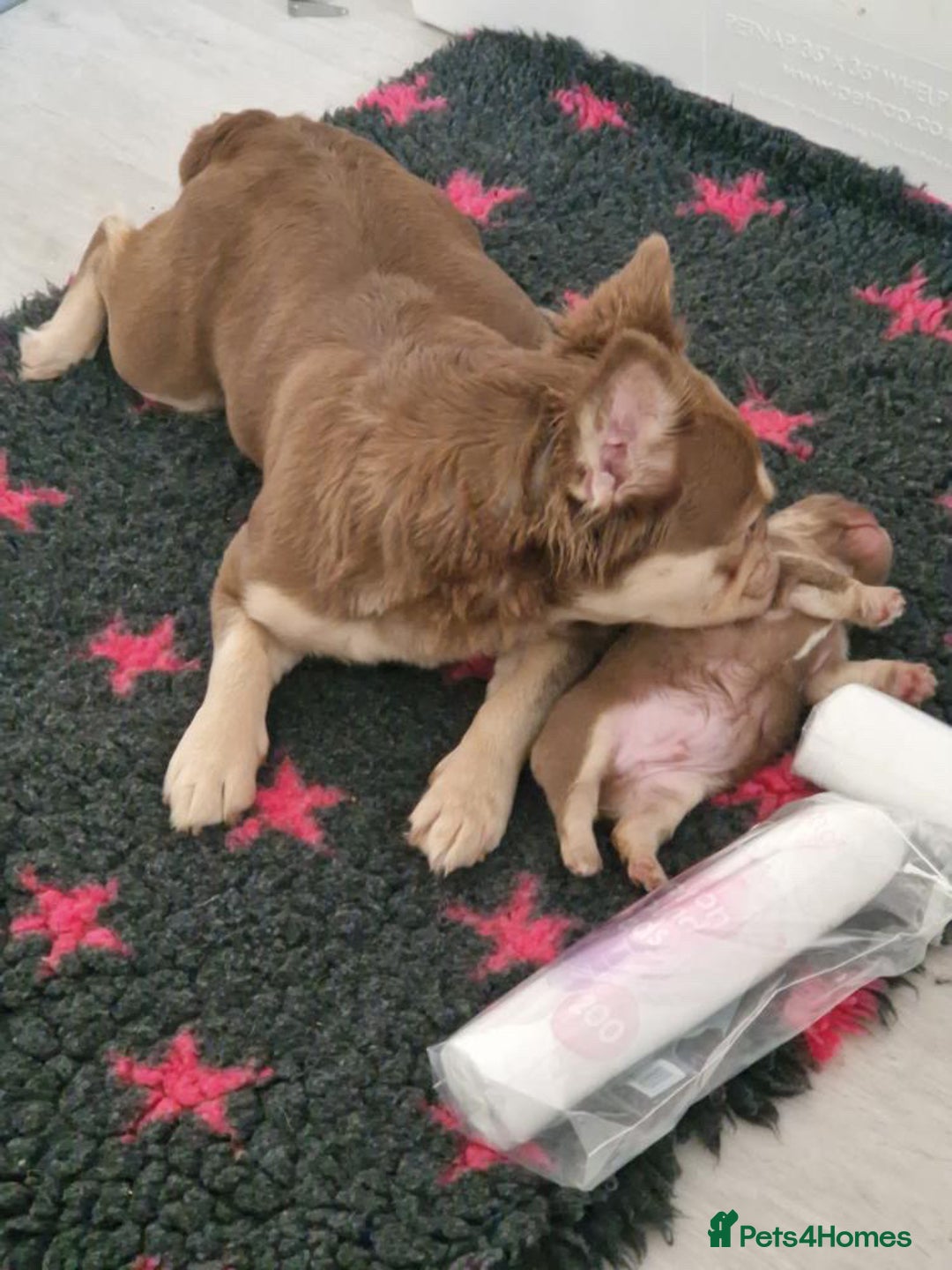 French Bulldog dogs for sale: newshade choc tan  fully fluffy male - Image 2