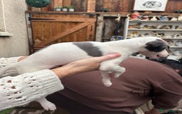 Whippet dogs for sale: Whippet pups x14 - Advert 3