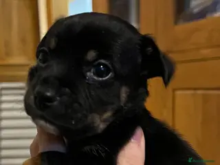 Jack Russell dogs Gorgeous Jack Russel Puppies Ready 8th of March - Advert 6