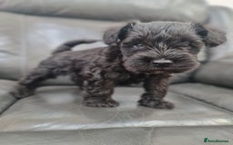 Miniature Schnauzer dogs for sale: Miniature Schnauzer Puppies KC Registered. 5M 2Fm - Image 22